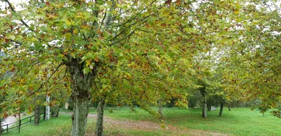les Llosses - Photo 5