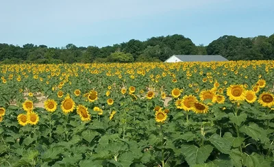 Mattituck - Photo 4