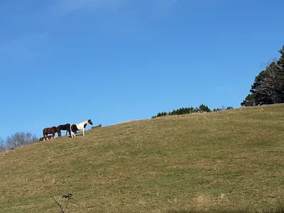 Mountain Rest - Photo 3