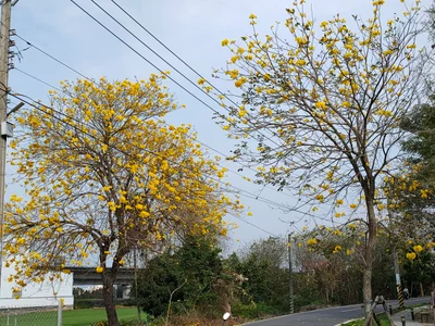 Puxin Township - Photo 3