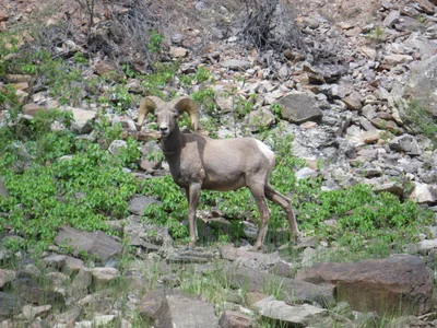Yampa River - Photo 4