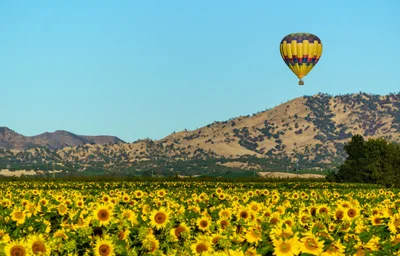 Yolo County - Photo 2