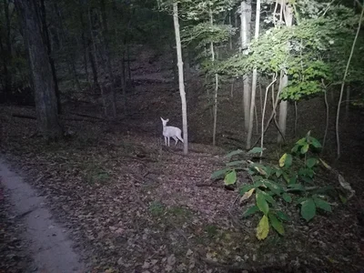 Meramec Township - Photo 3