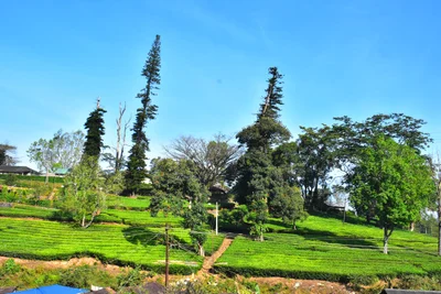 Valparai - Photo 2
