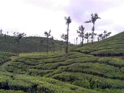 Valparai - Photo 3