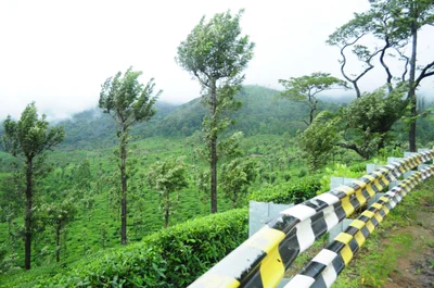 Valparai - Photo 4