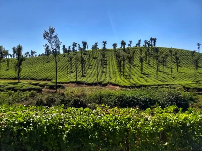 Valparai - Photo 5