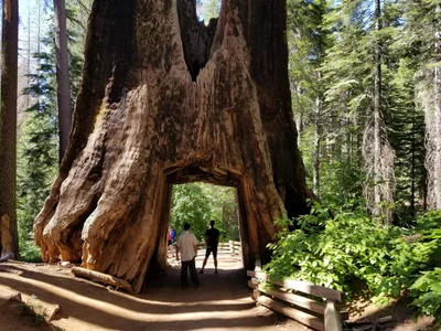 Tuolumne - Photo 3