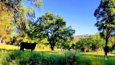 Tuolumne - Photo 5