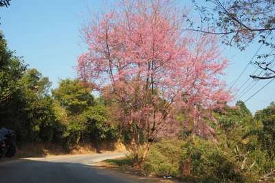 Xam Neua - Photo 2