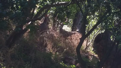 Soquel - Photo 2