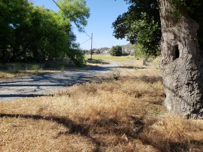Live Oak - Photo 4