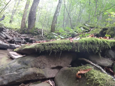 Harlan - Photo 2