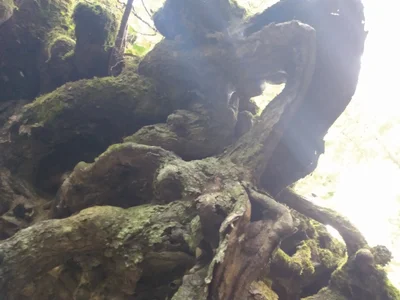 Harlan - Photo 3