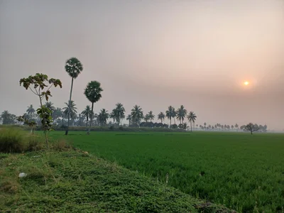 Tanuku - Photo 2