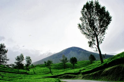 Pagar Alam - Photo 5