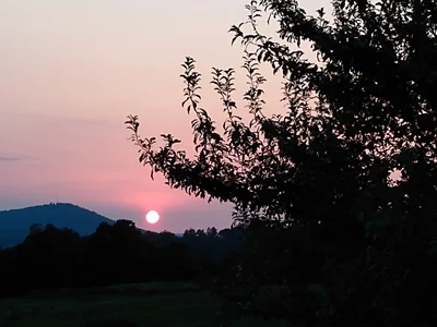 Norfork - Photo 4