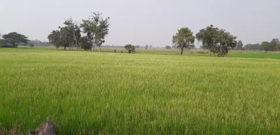 Chai Nat - Photo 3