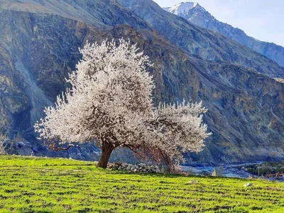 Ladakh - Photo 5