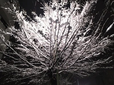 Shisui - Photo 2