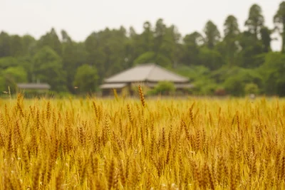 Shisui - Photo 5