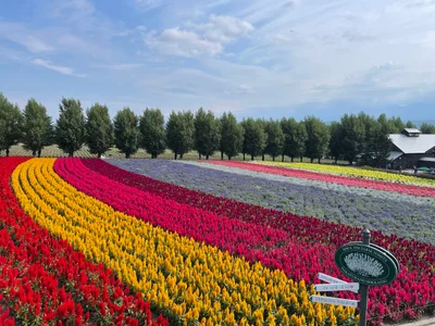 Furano - Photo 2