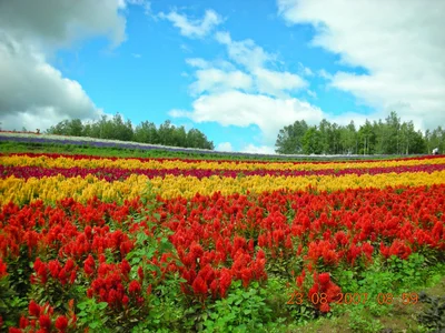 Furano - Photo 4