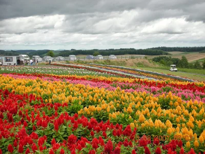 Furano - Photo 5