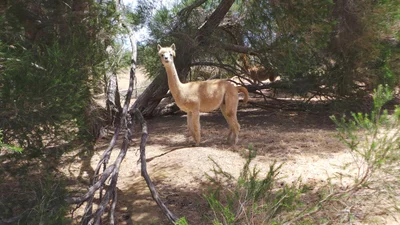 Waroona - Photo 3