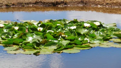 Waroona - Photo 4