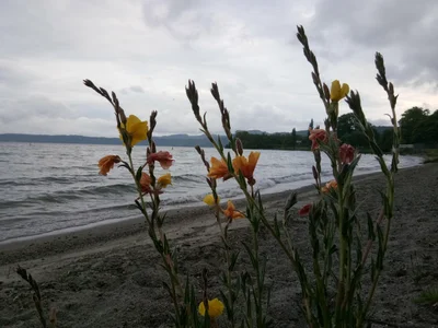 Lake Tarawera - Photo 3