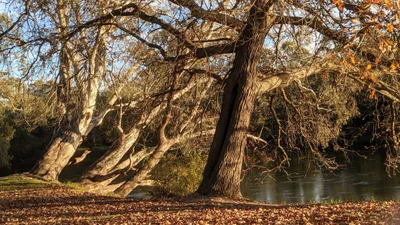 Wodonga - Photo 2