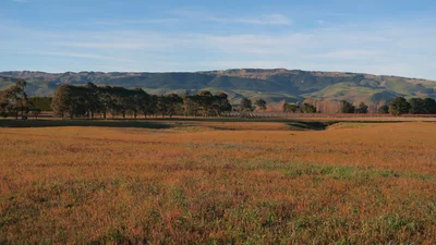 Waipara - Photo 4