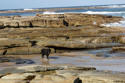 Toowoon Bay - Photo 4