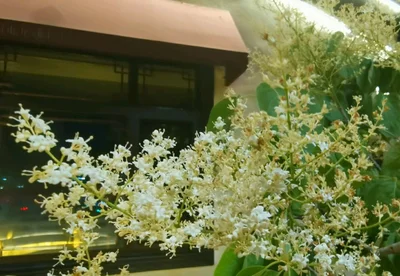 Tonghua - Photo 4