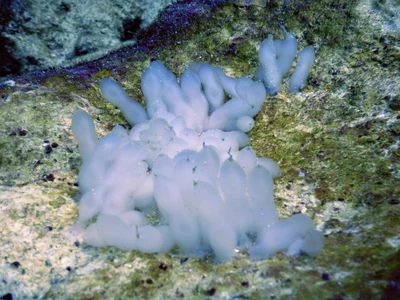 Shimajiri-gun - Photo 5