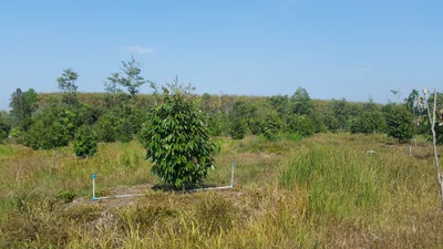 Makham - Photo 2