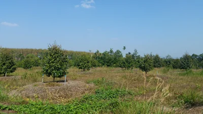 Makham - Photo 3