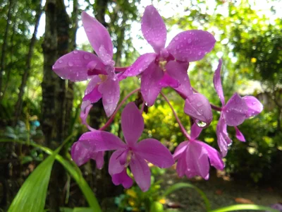 Bislig - Photo 4