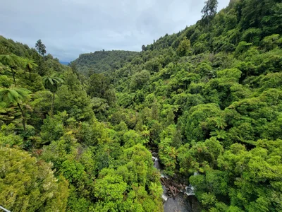 Pureora Forest Park - Photo 2