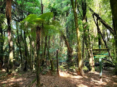 Pureora Forest Park - Photo 3