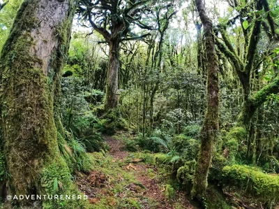 Pureora Forest Park - Photo 5