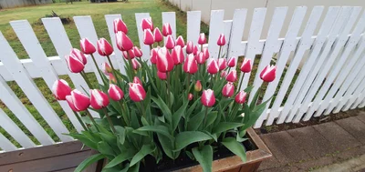 Nannup - Photo 3