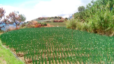 Kabayan - Photo 3