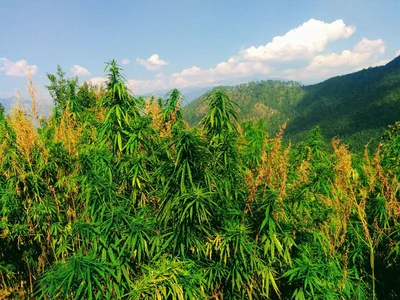 Chakrata - Photo 4