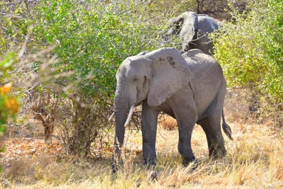 Lake Manyara National Park - Photo 2