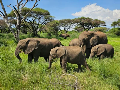 Lake Manyara National Park - Photo 4