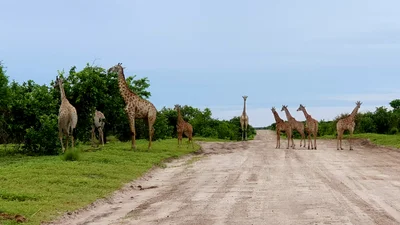 Ngamiland East - Photo 5