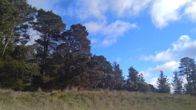 Bywong - Photo 2