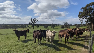 Kojonup - Photo 3